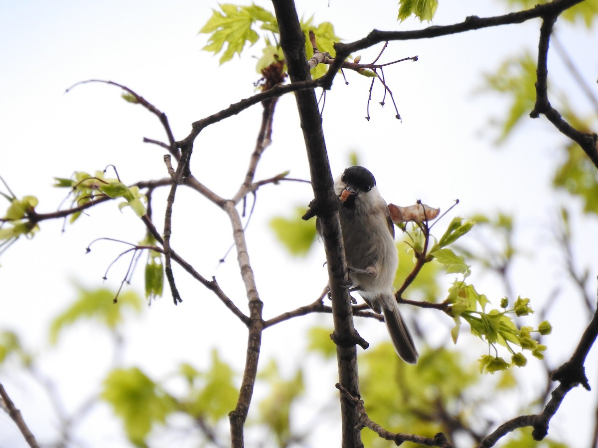 Marsh Tit - ML333418991