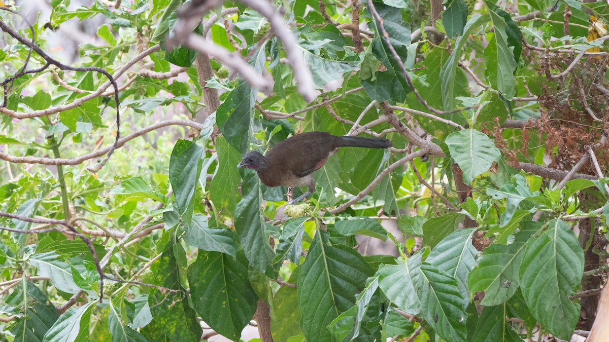 Crested Guan - Chad Hutchinson