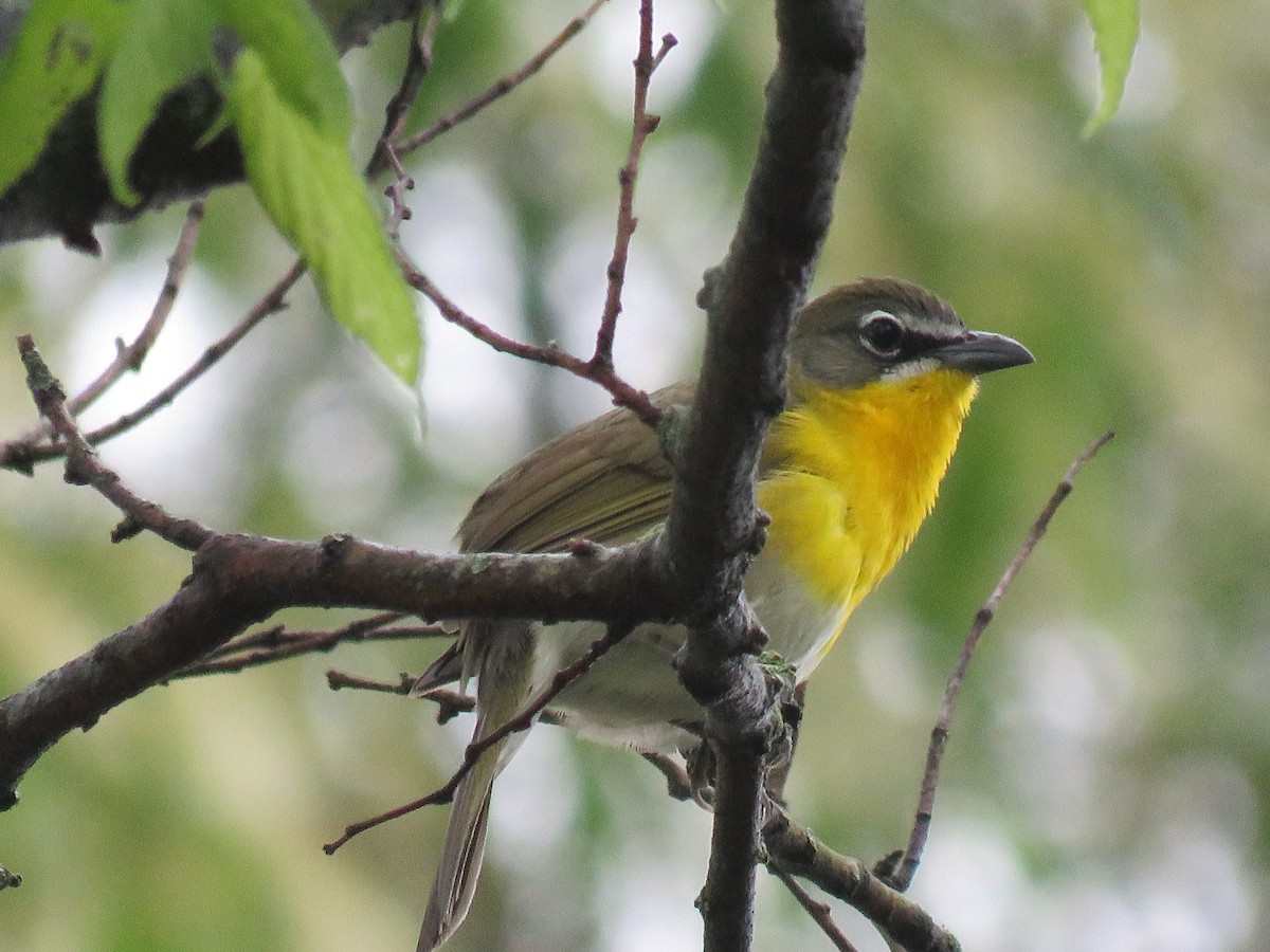 Yellow-breasted Chat - ML333419721