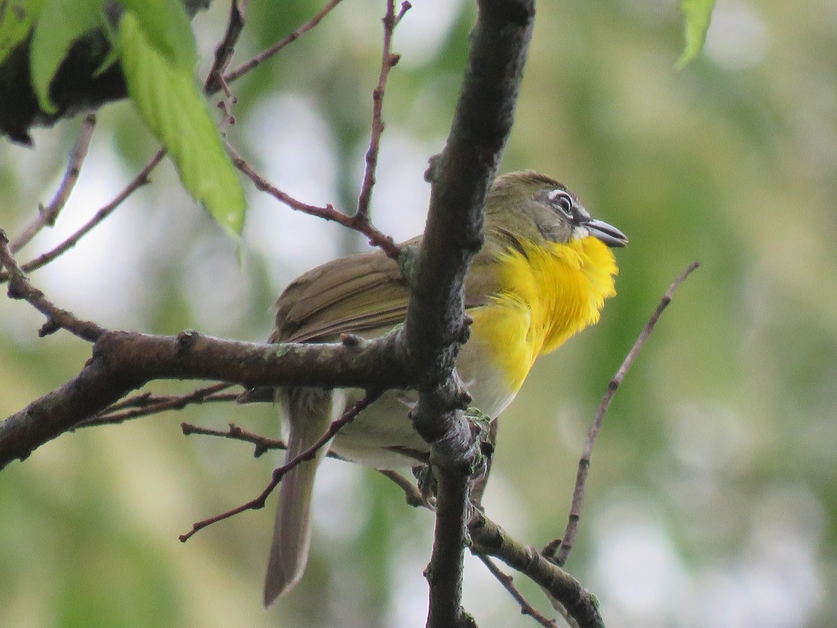 Yellow-breasted Chat - ML333419731
