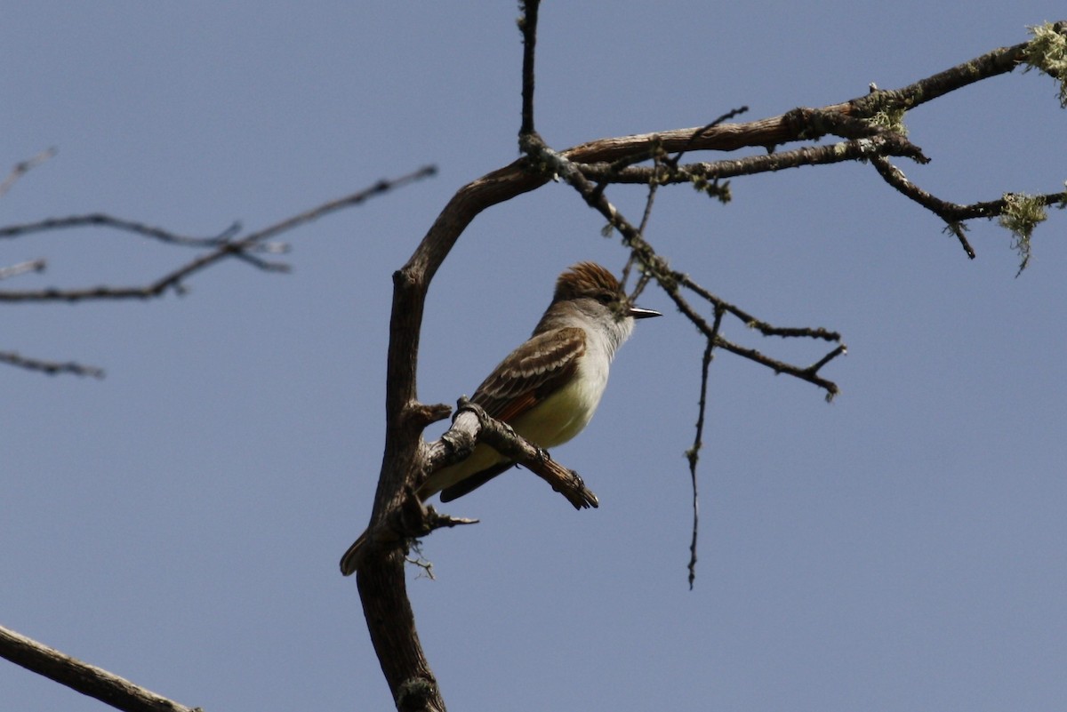 Ash-throated Flycatcher - ML333420001