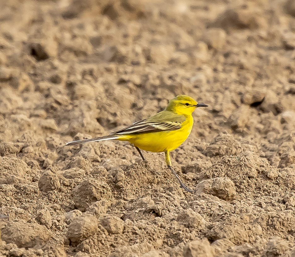 Western Yellow Wagtail (flavissima) - ML333420471