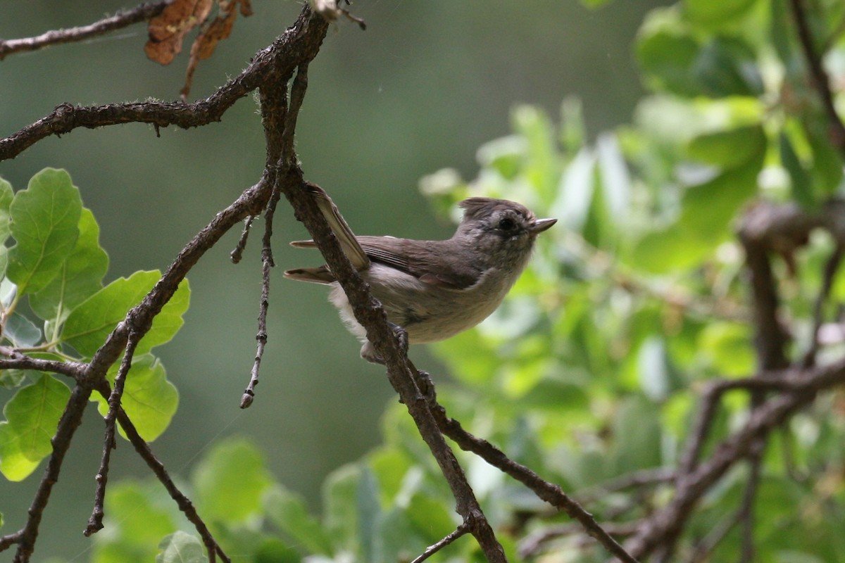 Oak Titmouse - ML333420521