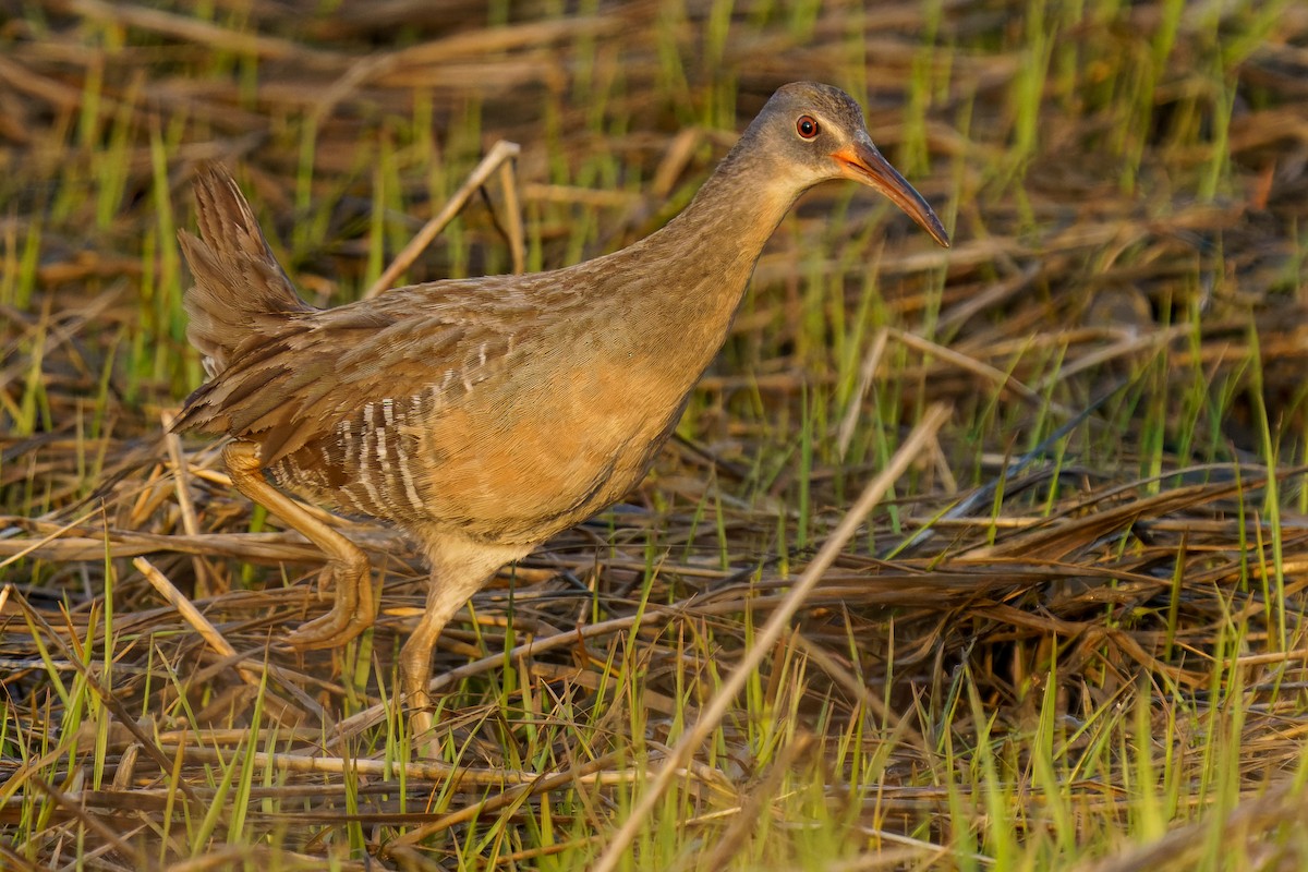 Clapper Rail (Atlantic Coast) - ML333420871