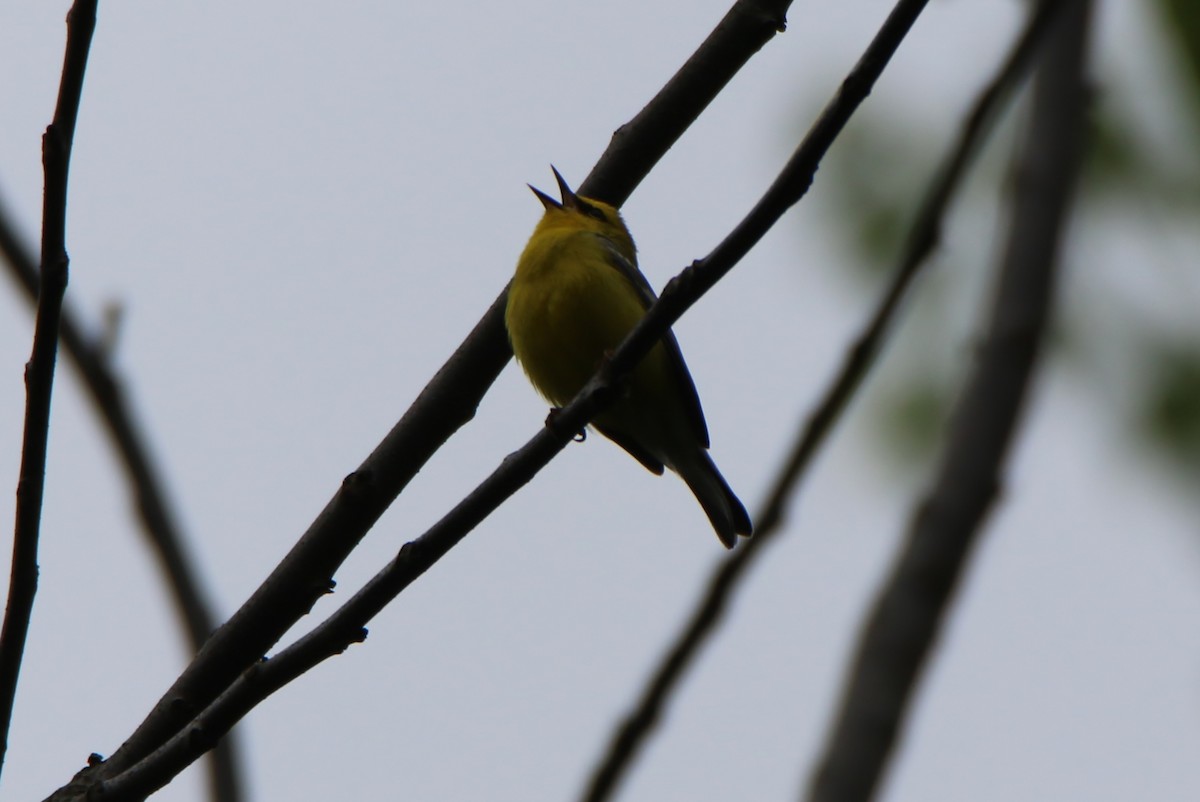 Blue-winged Warbler - ML333421371