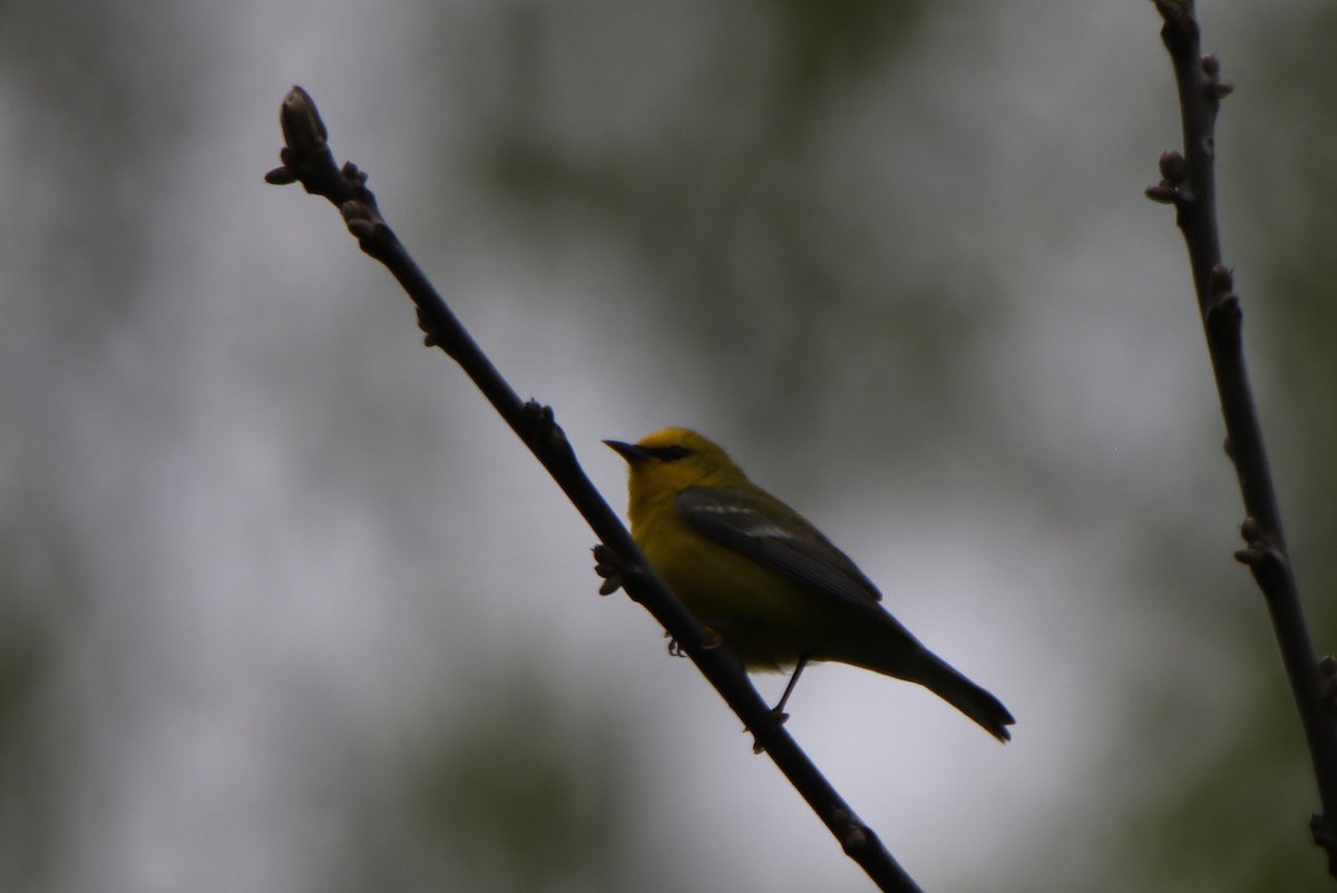 Blue-winged Warbler - ML333421381