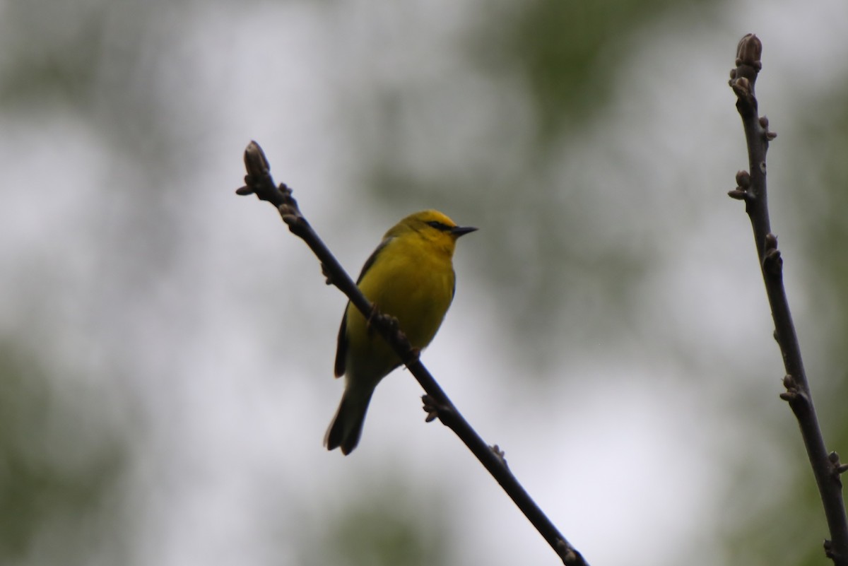 Blue-winged Warbler - ML333421401