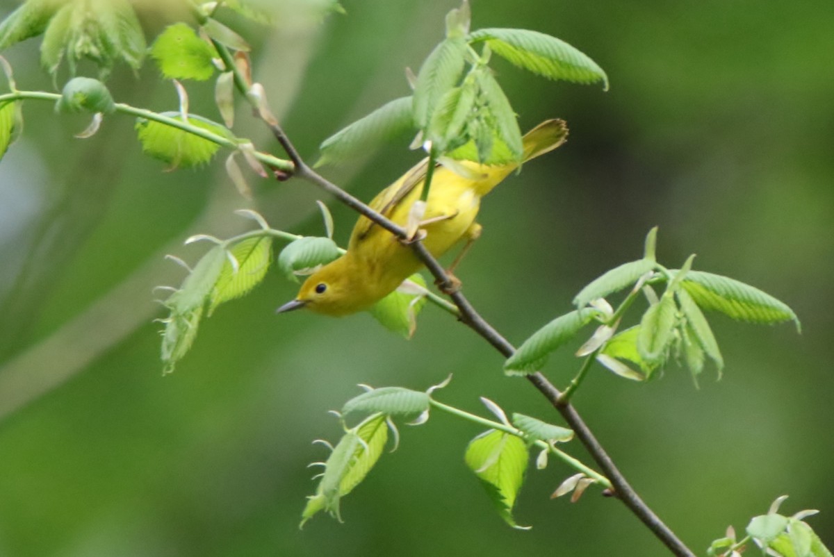 Yellow Warbler - ML333421451