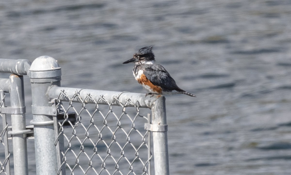 Belted Kingfisher - ML333421621