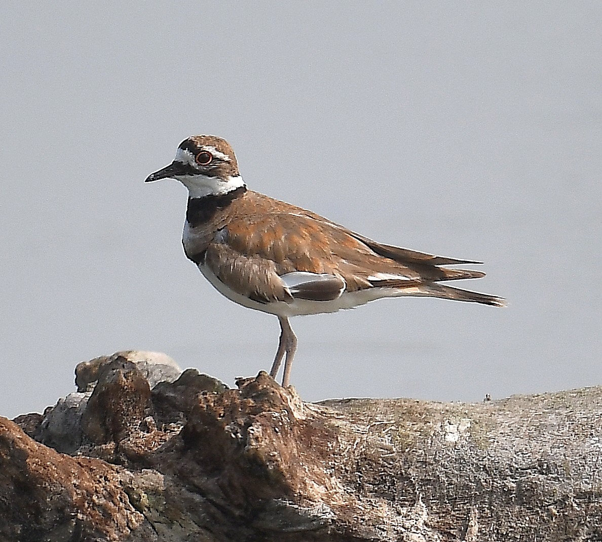 Killdeer - ML333421671