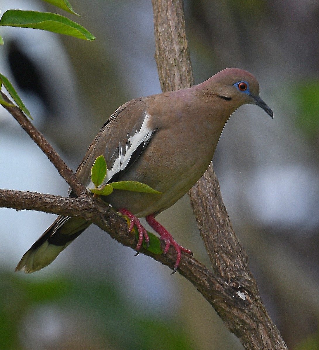 White-winged Dove - ML333423501