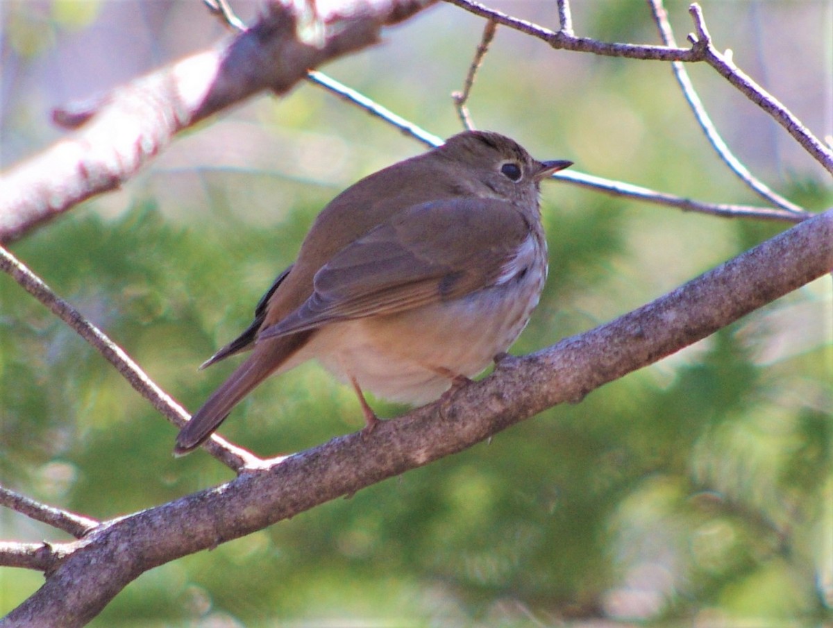 Hermit Thrush - ML333423771