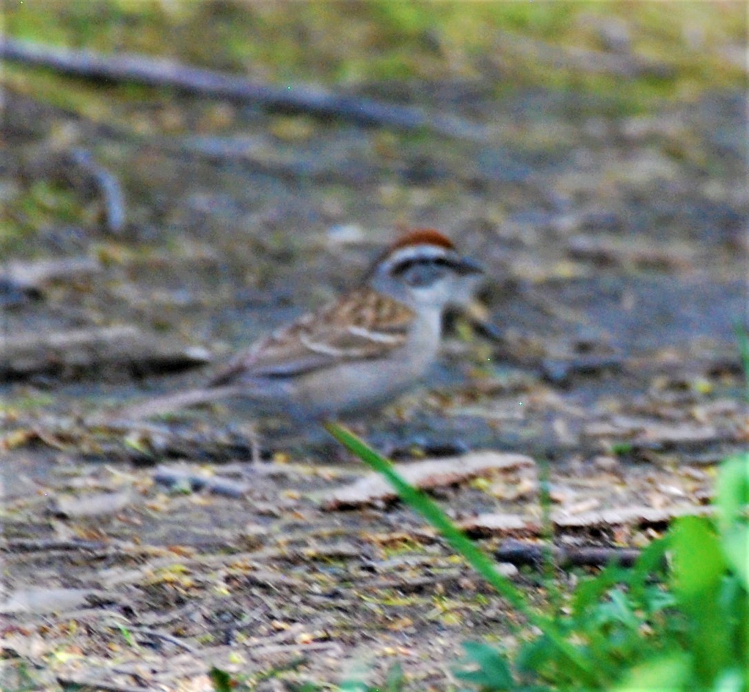 Chipping Sparrow - ML333423941