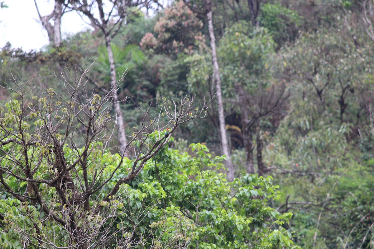 Chestnut-headed Bee-eater - ML33342411