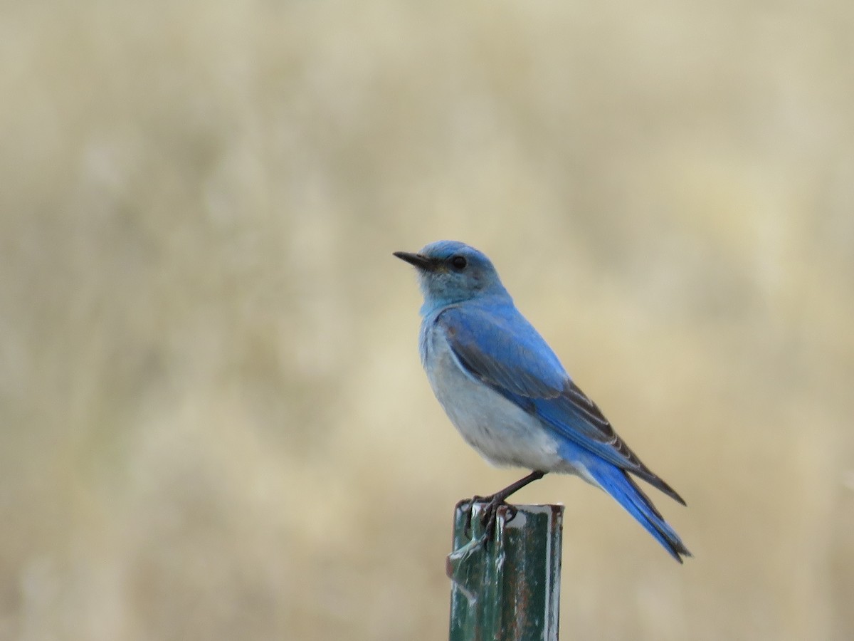 Mountain Bluebird - ML333424201