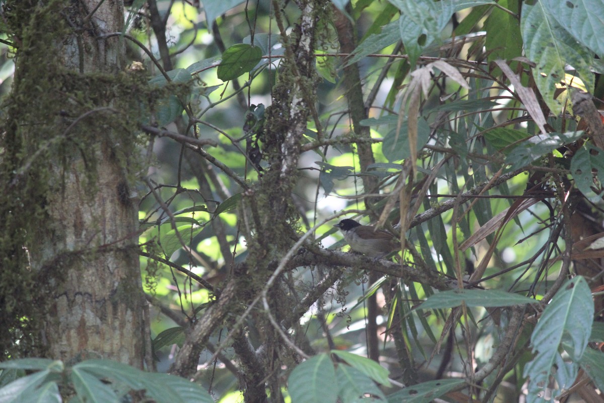 Dark-fronted Babbler - ML33342461