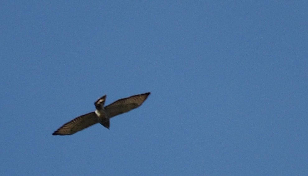 Broad-winged Hawk - ML333425751