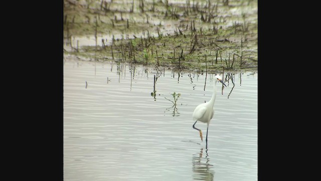 Snowy Egret - ML333426131