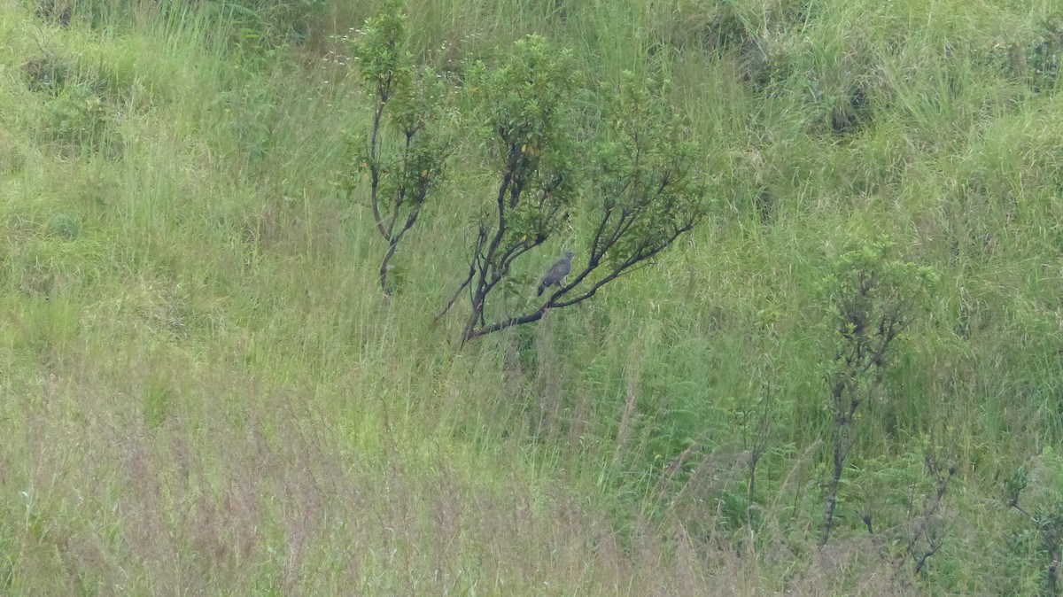 אייה מזרחית - ML33342671