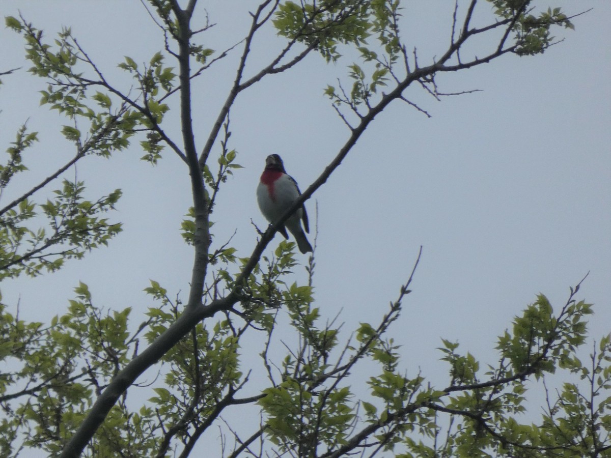 Rose-breasted Grosbeak - ML333429081