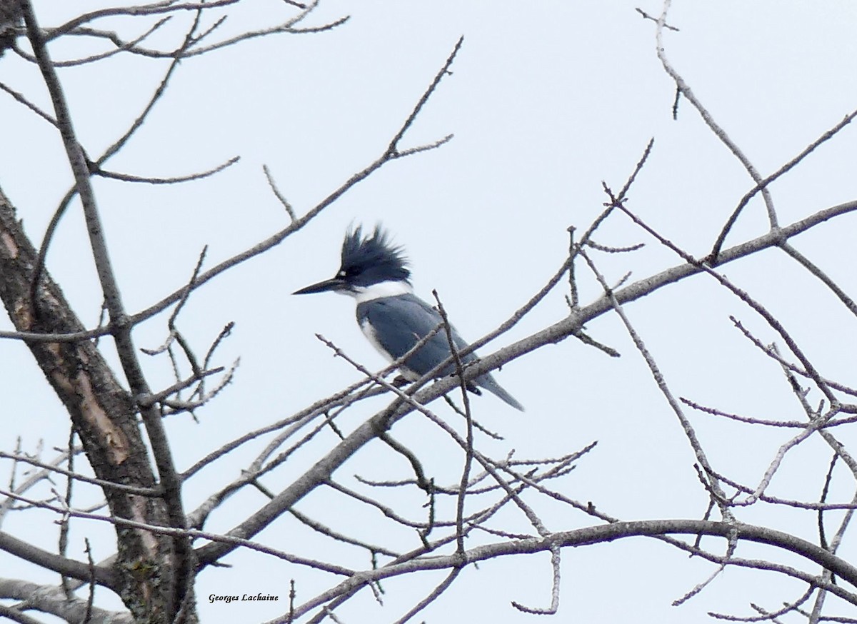 Belted Kingfisher - ML333429851