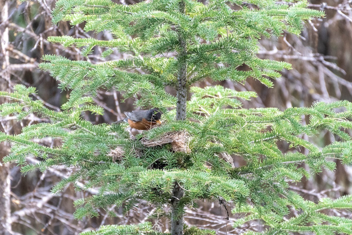 American Robin - ML333431381