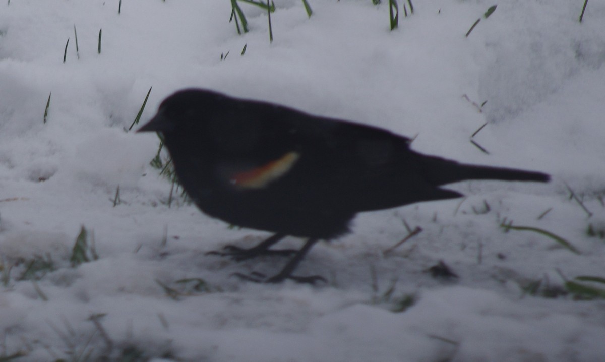 Red-winged Blackbird - Brian Barkley