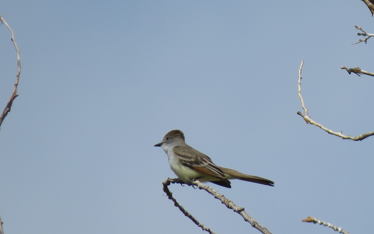 Ash-throated Flycatcher - ML333433151