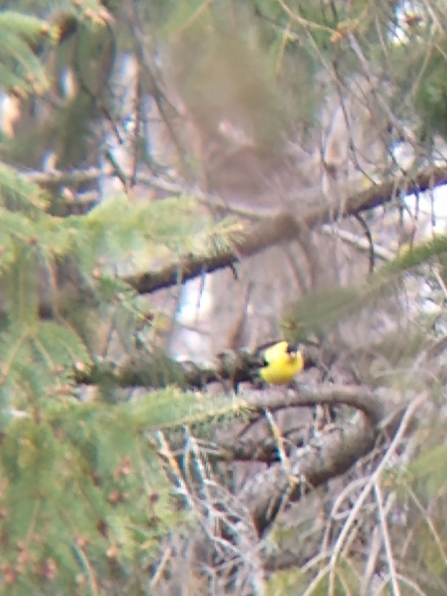 American Goldfinch - Blake Ulmaniec