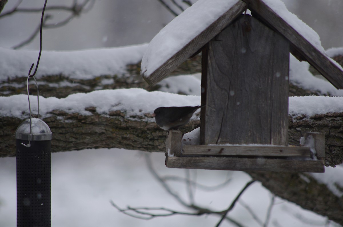 Dark-eyed Junco - ML333433931