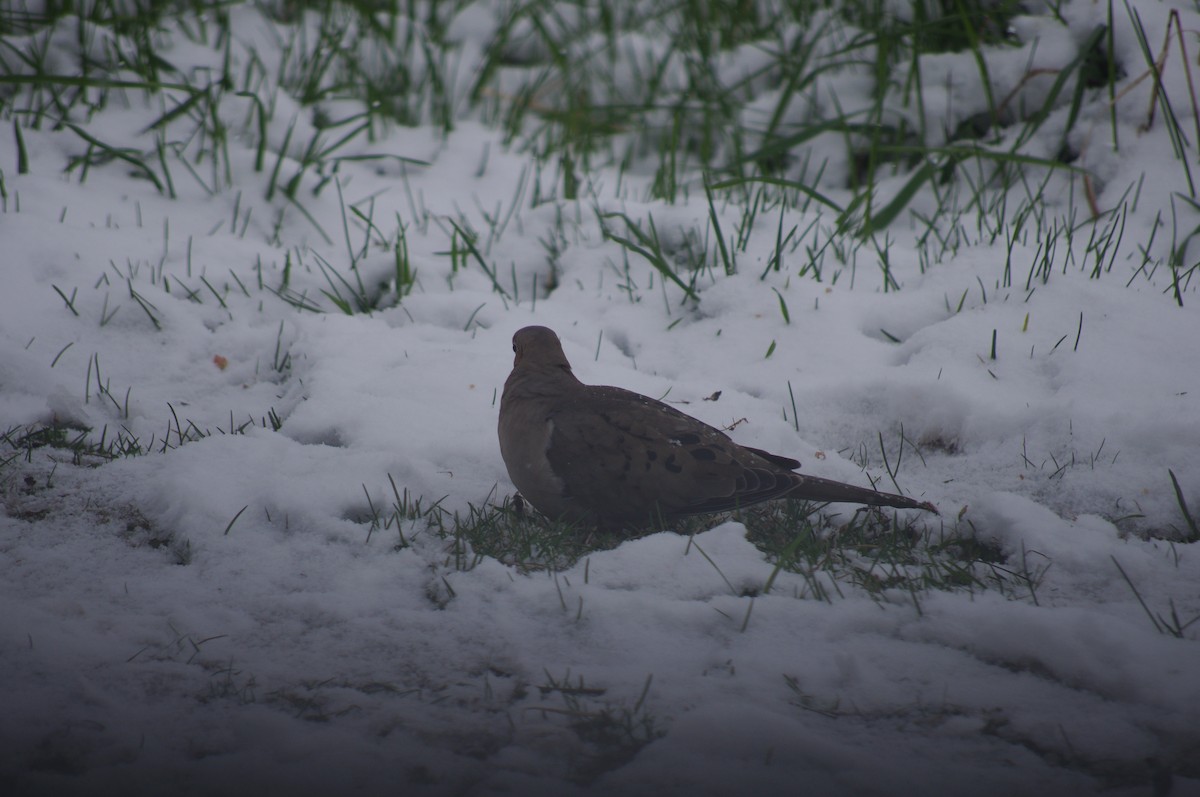 Mourning Dove - ML333434141