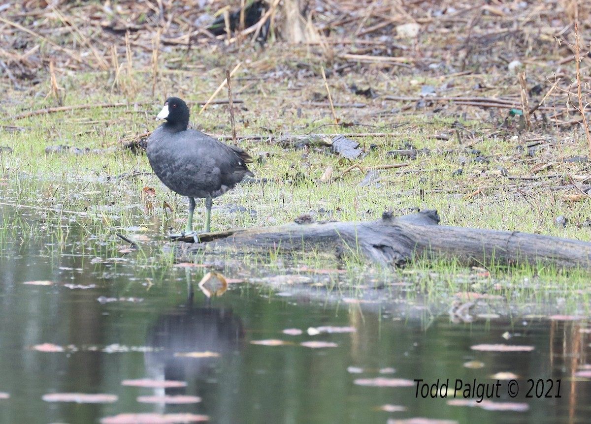 American Coot - ML333434401