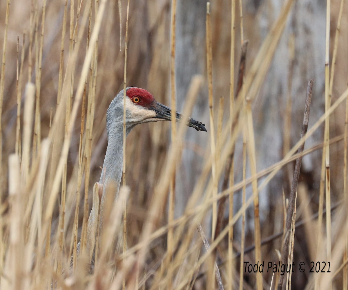 Sandhill Crane - ML333434601