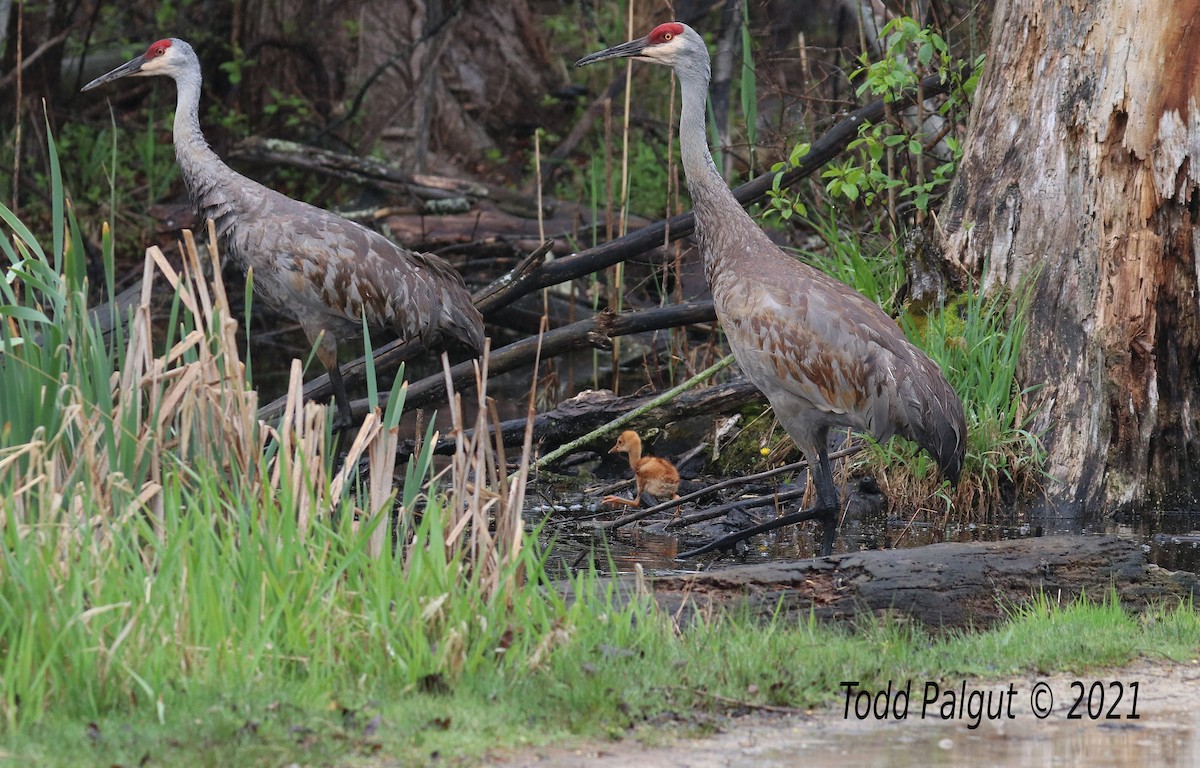 Sandhill Crane - t palgut