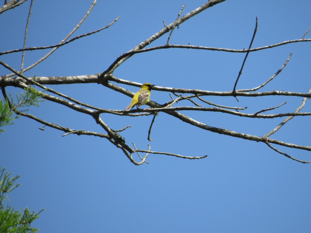 Orchard Oriole - ML333435401