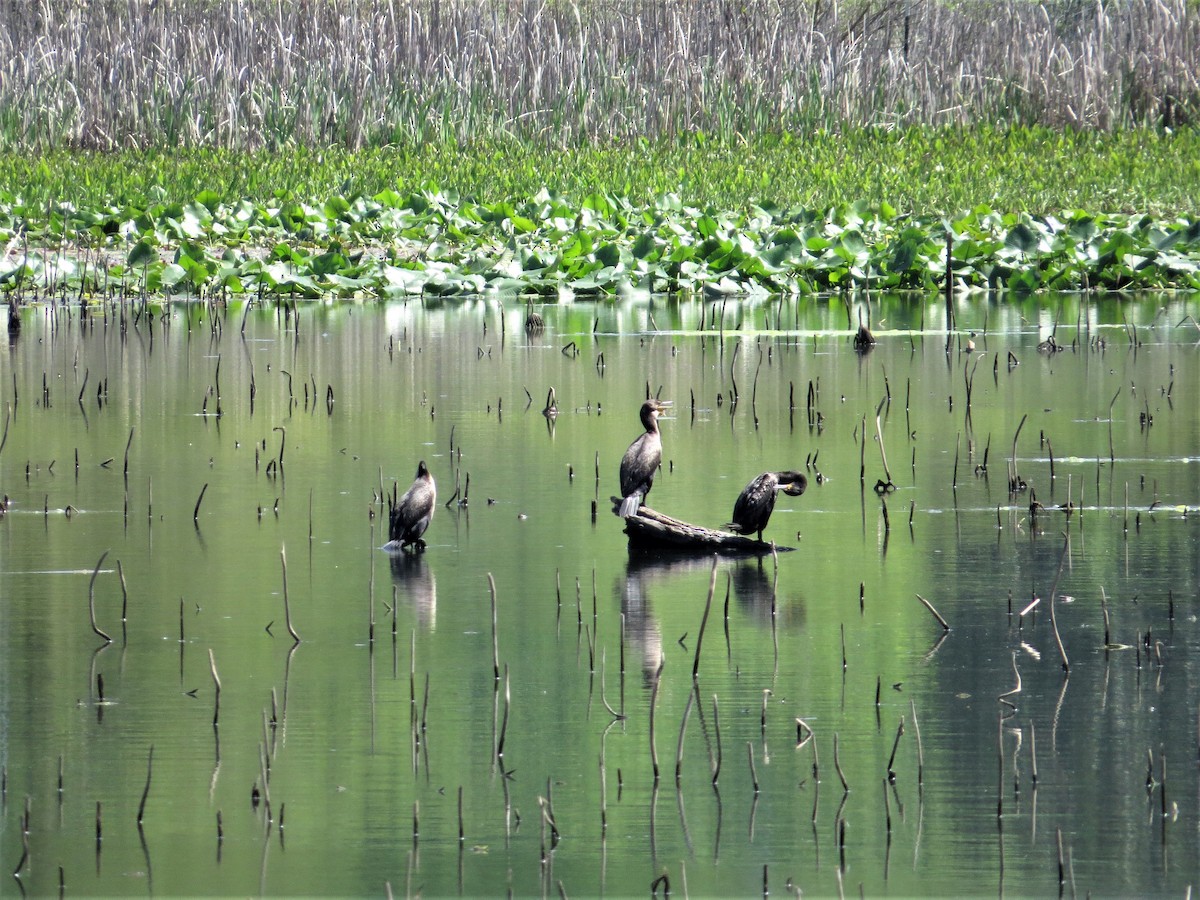 Double-crested Cormorant - ML333437791