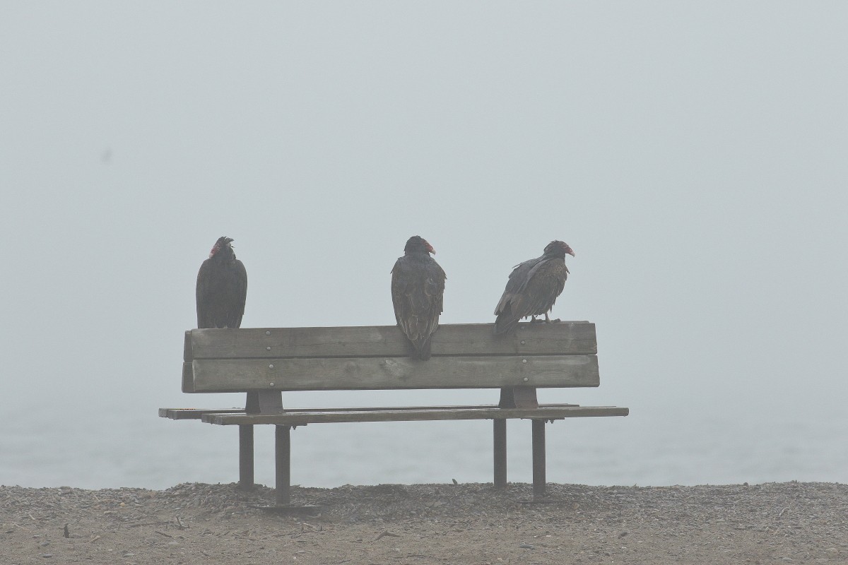 Turkey Vulture - ML333438751