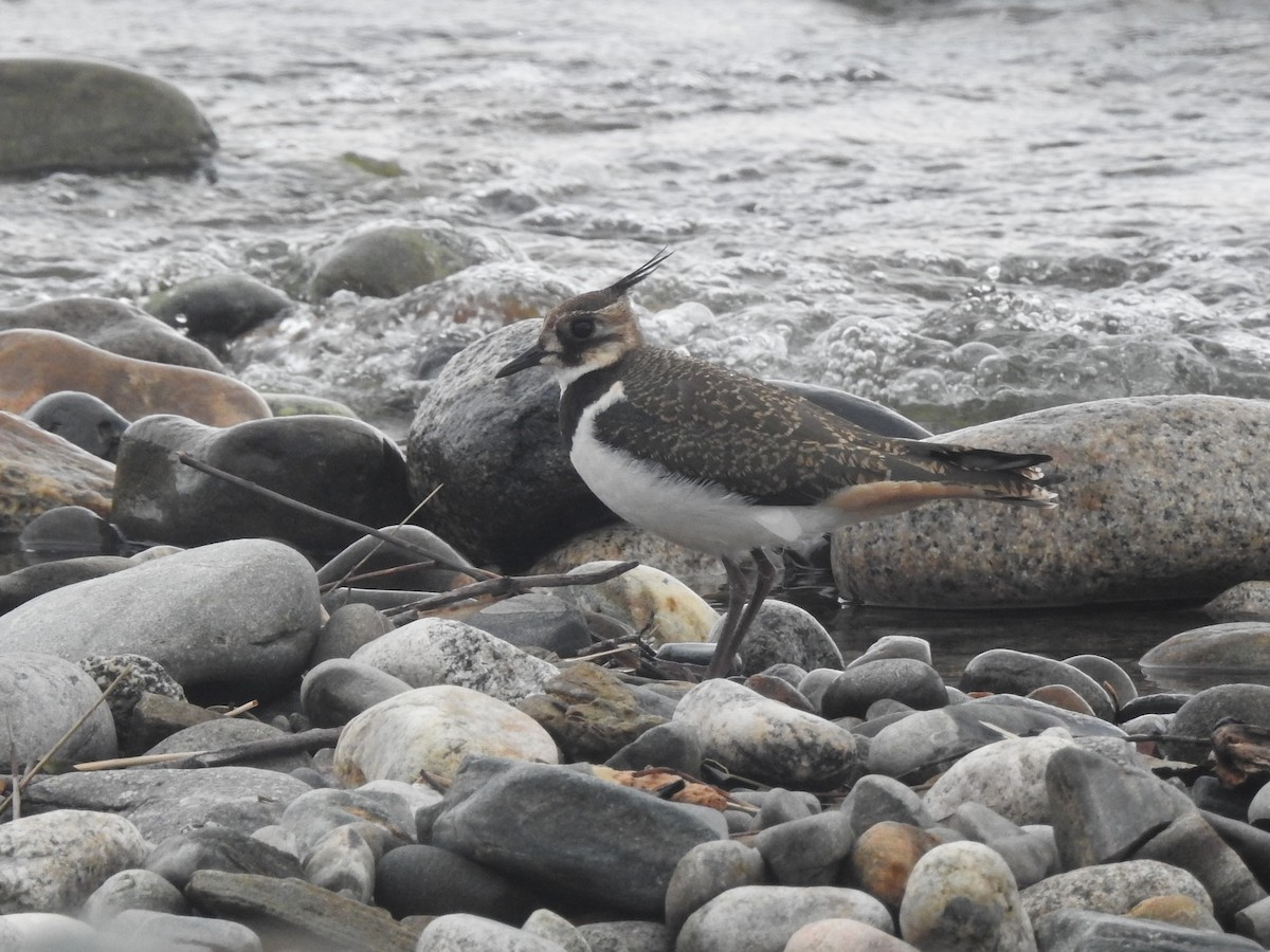 Northern Lapwing - ML33343911