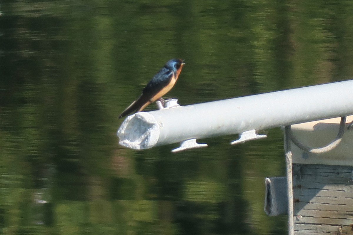 Barn Swallow - ML333439351