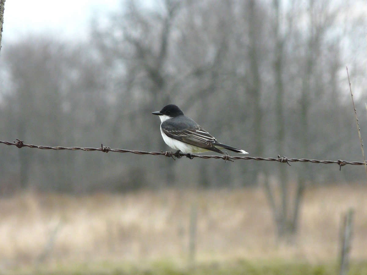 Eastern Kingbird - ML333439491