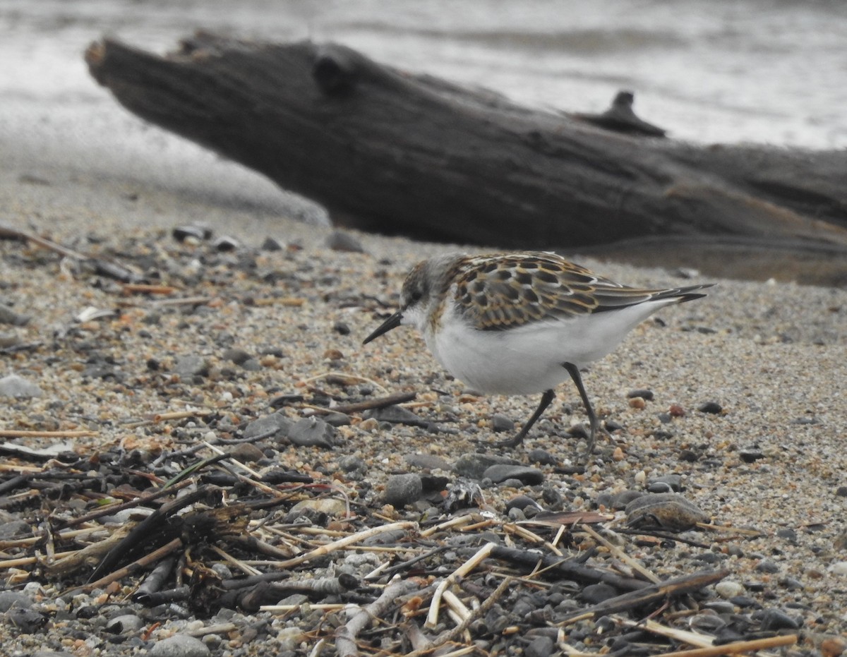 Little Stint - ML33343951