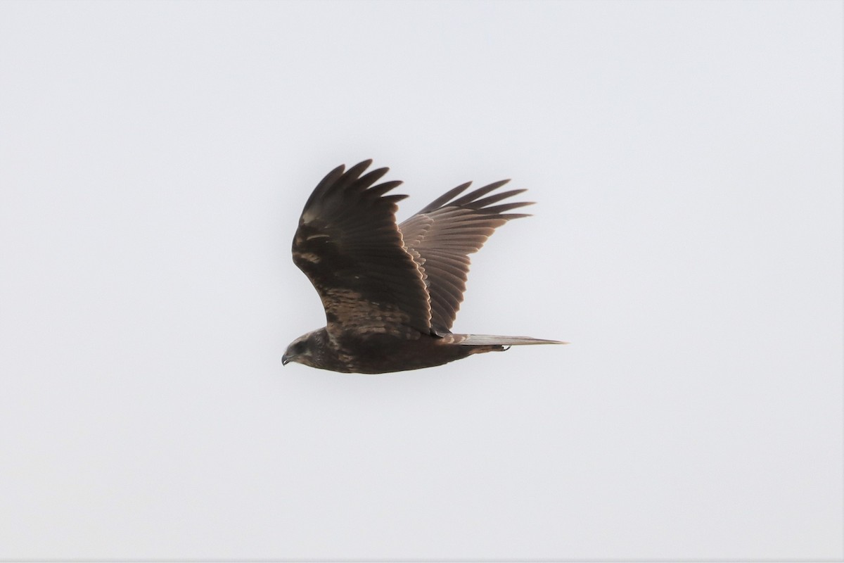 Western Marsh Harrier - ML333440411