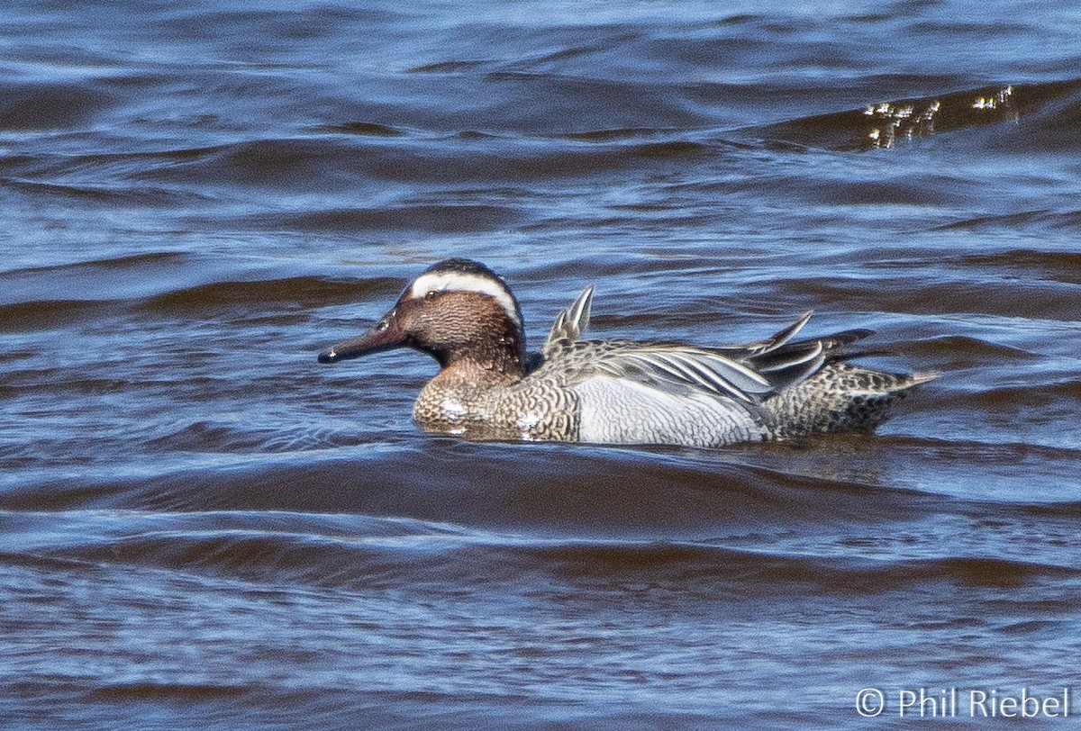 Garganey - ML333440821