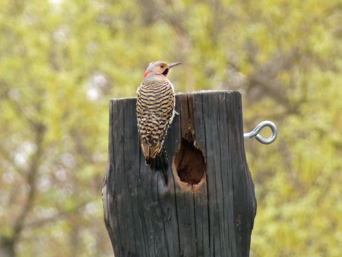 Northern Flicker - ML333441421