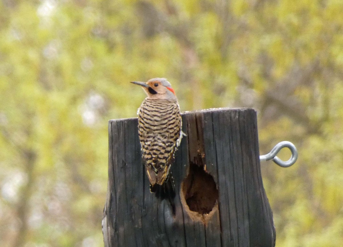 Northern Flicker - ML333441431