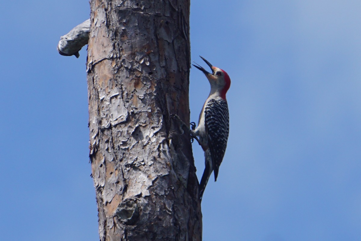 Red-bellied Woodpecker - Mark Songer