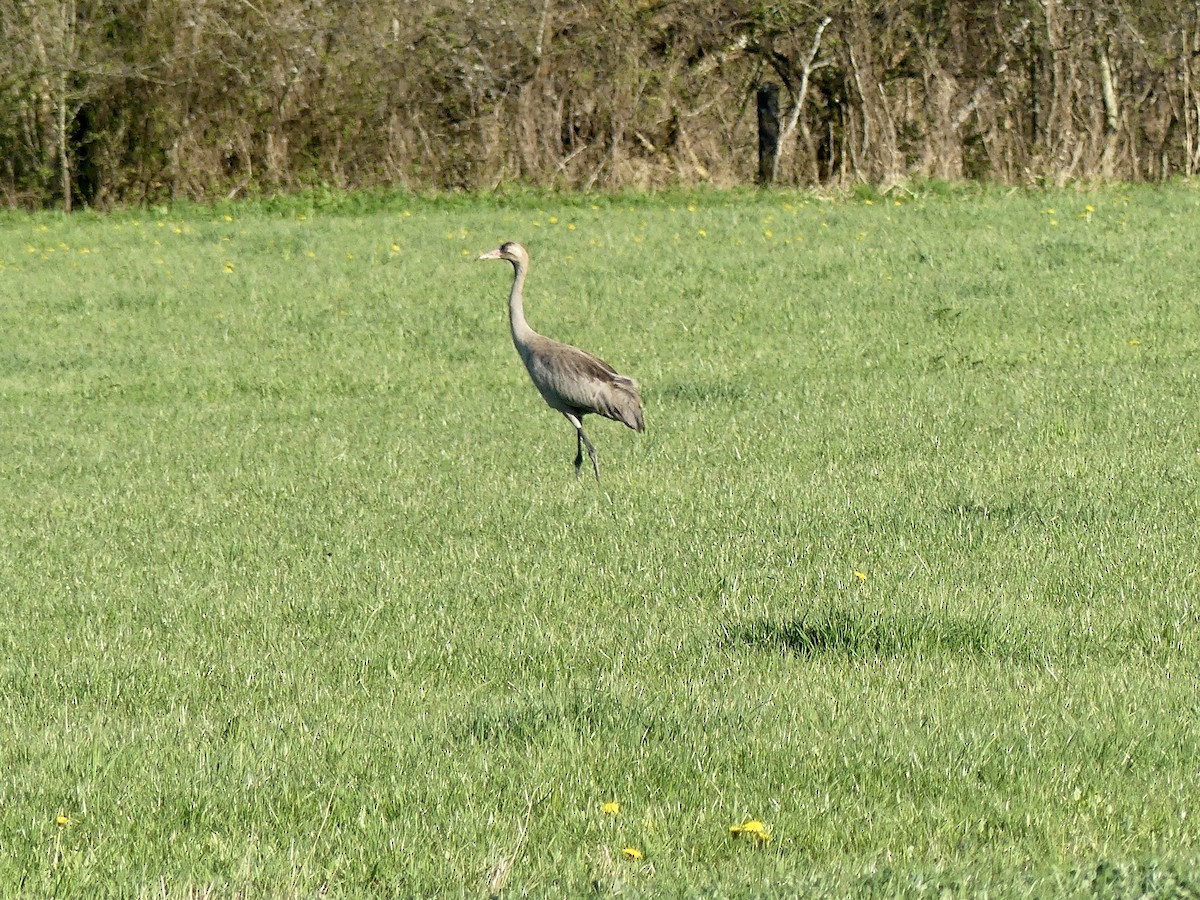 Common Crane - ML333442341