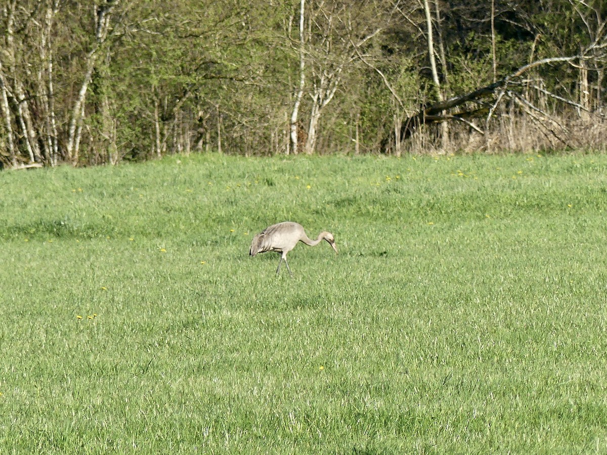 Common Crane - ML333442701