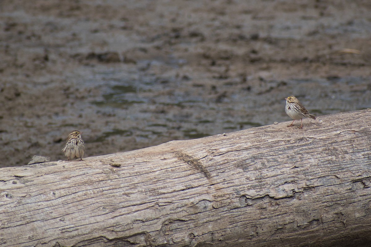 Savannah Sparrow - ML333444701