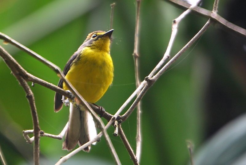 Paria Redstart - ML333444851